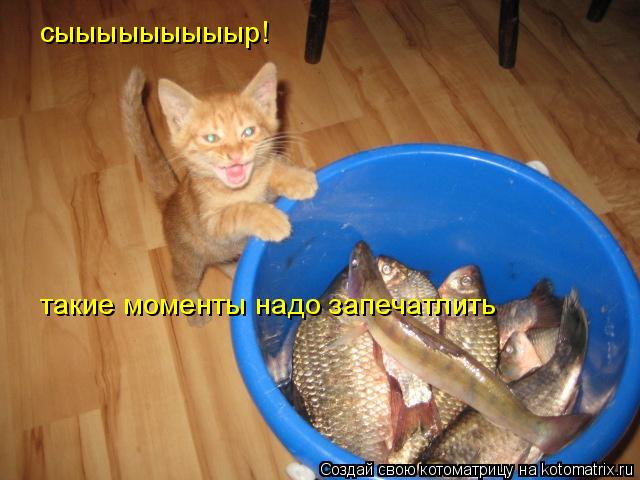 сыыыыыыыыыр! такие моменты надо запечатлить... Котоматрица: сыыыыыыыыыр! такие моменты надо запечатлить