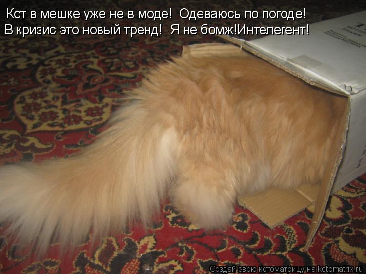 Кот в мешке уже не в моде! Одеваюсь по погоде! В кризис это новый тренд! Я не бомж!Интелегент!... Котоматрица: Кот в мешке уже не в моде! Одеваюсь по погоде! В кризис это новый тренд! Я не бомж!Интелегент!