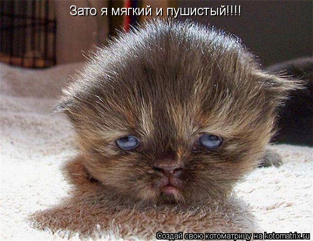 Зато я мягкий и пушистый!!!!... Котоматрица: Зато я мягкий и пушистый!!!!
