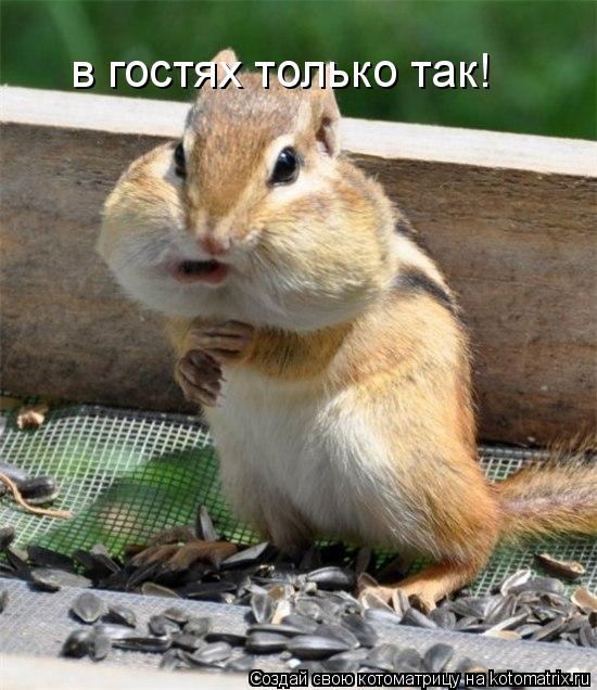 в гостях только так!... Котоматрица: в гостях только так!