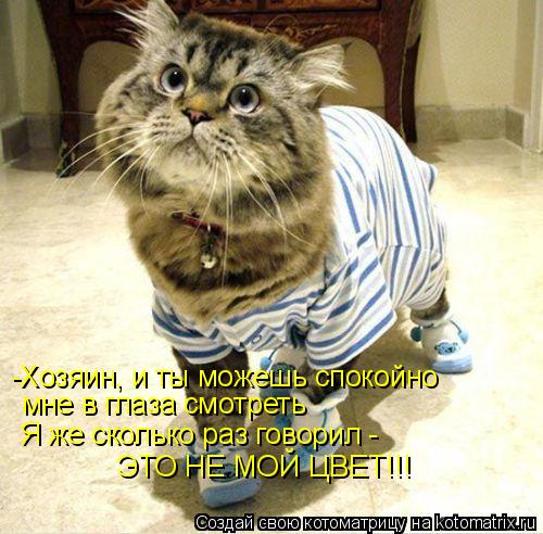 -Хозяин, и ты можешь спокойно мне в глаза смотреть Я же сколько раз говорил - ЭТО НЕ МОЙ ЦВЕТ!!!... Котоматрица: -Хозяин, и ты можешь спокойно мне в глаза смотреть Я же сколько раз говорил - ЭТО НЕ МОЙ ЦВЕТ!!!