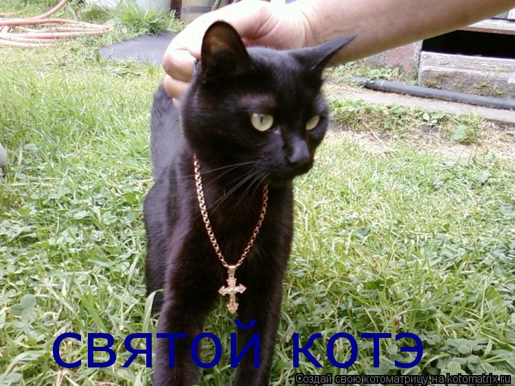святой котэ... Котоматрица: святой котэ