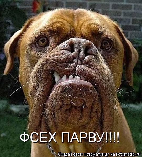 ФСЕХ ПАРВУ!!!!... Котоматрица: ФСЕХ ПАРВУ!!!!