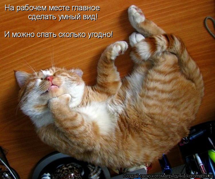 На рабочем месте главное сделать умный вид! И можно спать сколько угодно!... Котоматрица: На рабочем месте главное сделать умный вид! И можно спать сколько угодно!