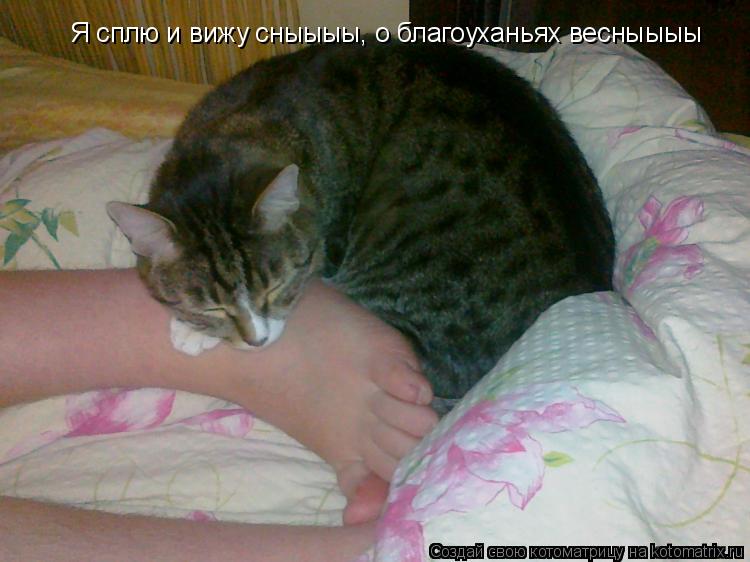 Я сплю и вижу сныыыы, о благоуханьях весныыыы... Котоматрица: Я сплю и вижу сныыыы, о благоуханьях весныыыы