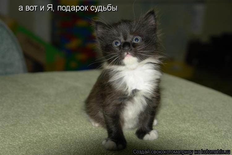 а вот и Я, подарок судьбы... Котоматрица: а вот и Я, подарок судьбы