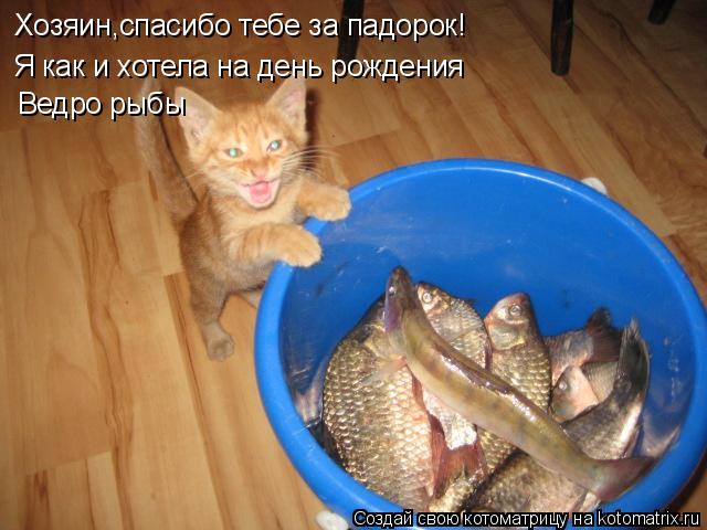 Хозяин,спасибо тебе за падорок! Я как и хотела на день рождения Ведро рыбы... Котоматрица: Хозяин,спасибо тебе за падорок! Я как и хотела на день рождения Ведро рыбы