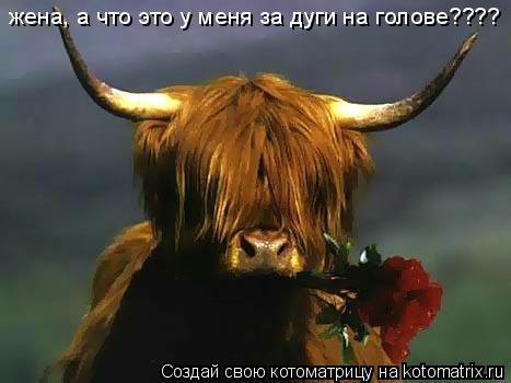Котоматрица: жена, а что это у меня за дуги на голове????