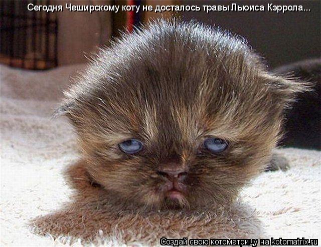 Котоматрица: Сегодня Чеширскому коту не досталось травы Льюиса Кэррола...