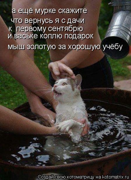 Котоматрица: а ещё мурке скажите  что вернусь я с дачи к  первому сентябрю и ваське коплю подарок мыш золотую за хорошую учёбу