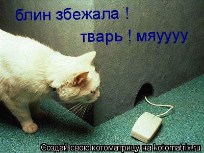 Котоматрица: блин збежала ! тварь ! мяуууу