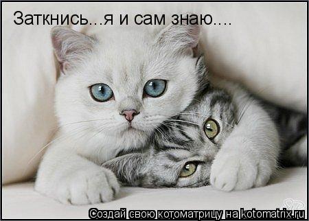 Котоматрица: Заткнись...я и сам знаю....