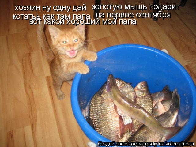 Котоматрица: хозяин ну одну дай кстатьь как там папа золотую мыщь подарит  на первое сентября вот какой хороший мой папа