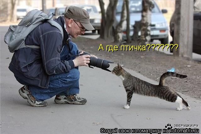 Котоматрица: А где птичка???????