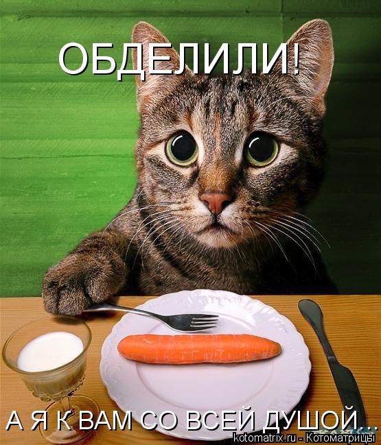 Котоматрица: ОБДЕЛИЛИ!  А Я К ВАМ СО ВСЕЙ ДУШОЙ...