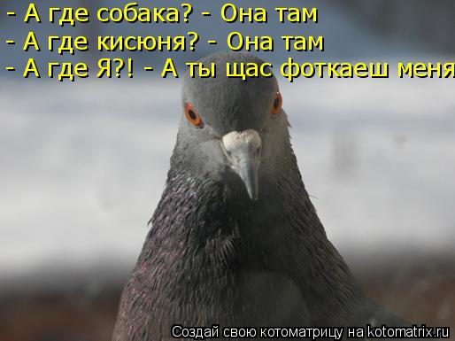 Котоматрица: - А где собака? - Она там - А где кисюня? - Она там - А где Я?! - А ты щас фоткаеш меня!