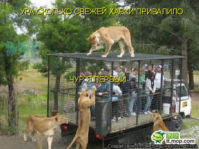 Котоматрица: УРА СКОЛЬКО СВЕЖЕЙ ХАВКИ ПРИВАЛИЛО. УРА СКОЛЬКО СВЕЖЕЙ ХАВКИ ПРИВАЛИЛО. ЧУР Я ПЕРВЫЙ