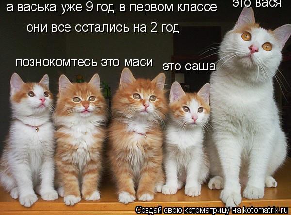 Котоматрица: познокомтесь это маси это саша это вася они все остались на 2 год а васька уже 9 год в первом классе