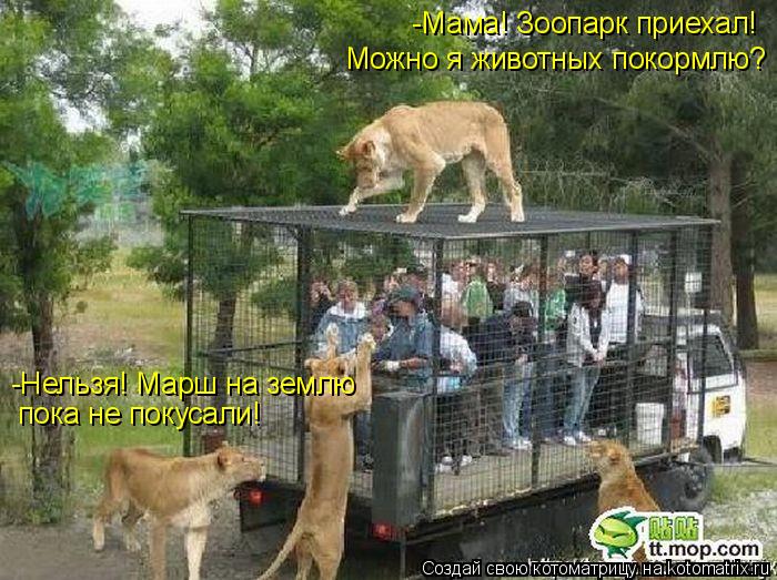 Котоматрица: -Мама! Зоопарк приехал! Можно я животных покормлю? -Нельзя! Марш на землю пока не покусали!