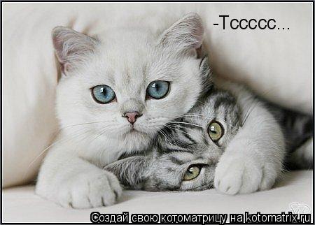 -Тссссс...... Котоматрица: -Тссссс...