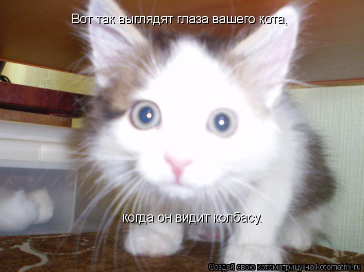 Котоматрица: Вот так выглядят глаза вашего кота, когда он видит колбасу.