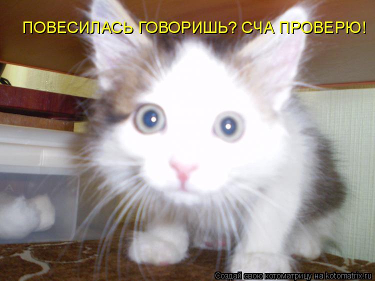Котоматрица: ПОВЕСИЛАСЬ ГОВОРИШЬ? СЧА ПРОВЕРЮ!
