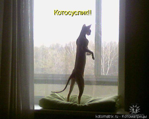 Котоматрица: Котосуслик!!