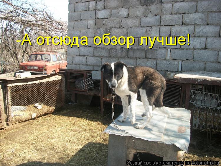 -А отсюда обзор лучше!... Котоматрица: -А отсюда обзор лучше!