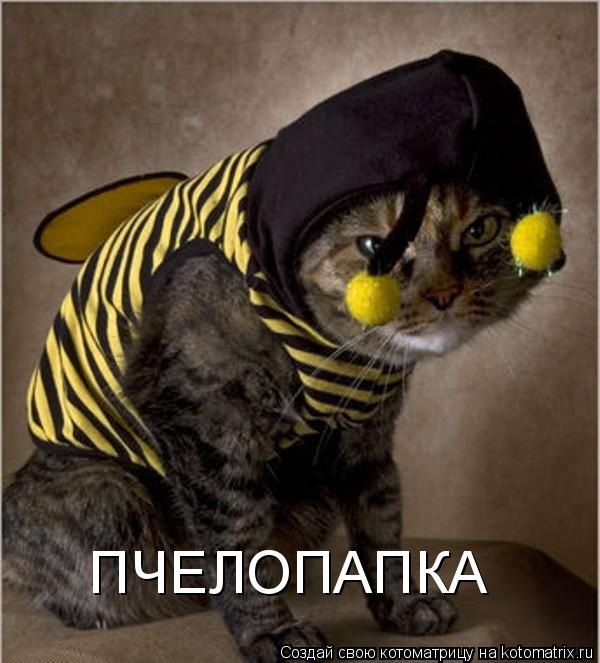 ПЧЕЛОПАПКА... Котоматрица: ПЧЕЛОПАПКА