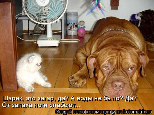 Шарик, это загар, да? А воды не было? Да? От запаха ноги слабеют...... Котоматрица: Шарик, это загар, да? А воды не было? Да? От запаха ноги слабеют...