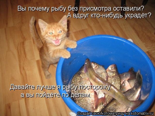 Вы почему рыбу без присмотра оставили? А вдруг кто-нибудь украдёт? Давайте лучше я рыбу посторожу, а ... Котоматрица: Вы почему рыбу без присмотра оставили? А вдруг кто-нибудь украдёт? Давайте лучше я рыбу посторожу, а вы пойдёте по делам.