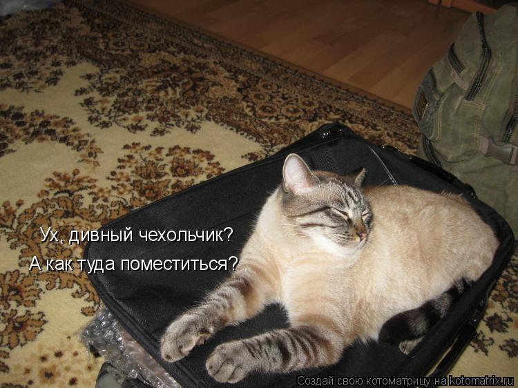 Ух, дивный чехольчик? А как туда поместиться?... Котоматрица: Ух, дивный чехольчик? А как туда поместиться?