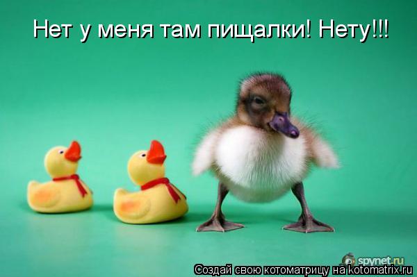 Котоматрица: Нет у меня там пищалки! Нету!!!