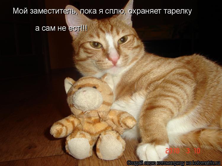 Мой заместитель, пока я сплю, охраняет тарелку а сам не ест!!!... Котоматрица: Мой заместитель, пока я сплю, охраняет тарелку а сам не ест!!!