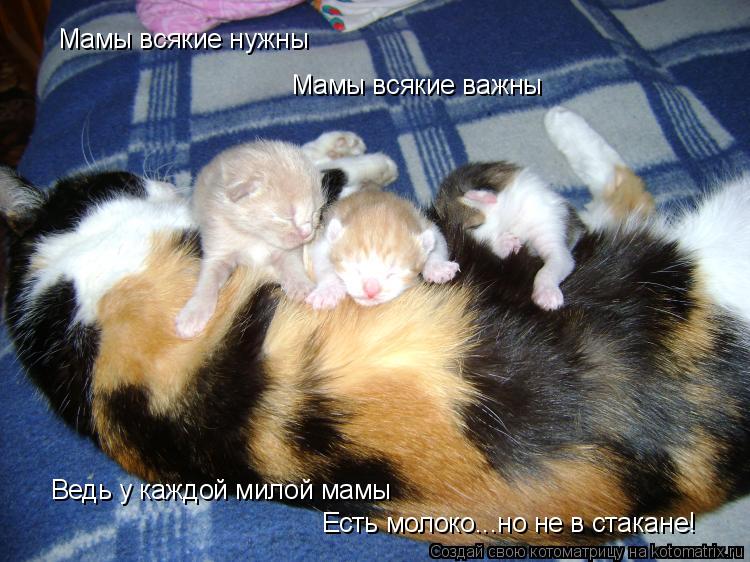 Мамы всякие нужны Мамы всякие важны Ведь у каждой милой мамы Есть молоко...но не в стакане!... Котоматрица: Мамы всякие нужны Мамы всякие важны Ведь у каждой милой мамы Есть молоко...но не в стакане!