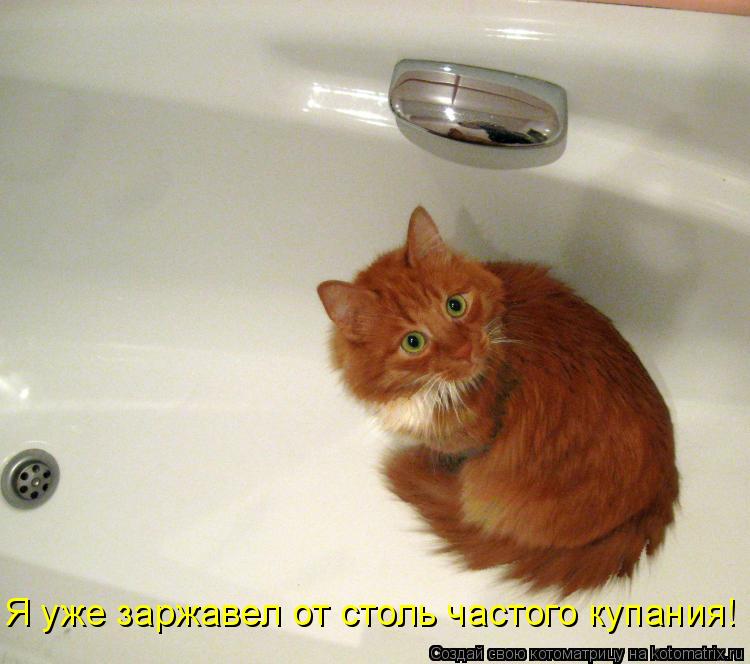 Котоматрица: Я уже заржавел от столь частого купания!