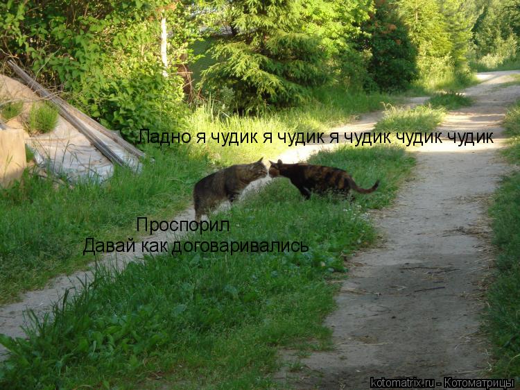 Проспорил Давай как договаривались Ладно я чудик я чудик я чудик чудик чудик... Котоматрица: Проспорил Давай как договаривались Ладно я чудик я чудик я чудик чудик чудик