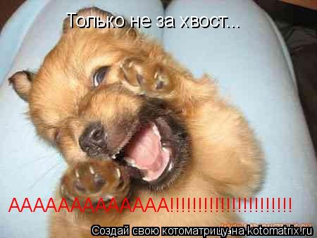Котоматрица: Только не за хвост...  ААААААААААААА!!!!!!!!!!!!!!!!!!!!!!