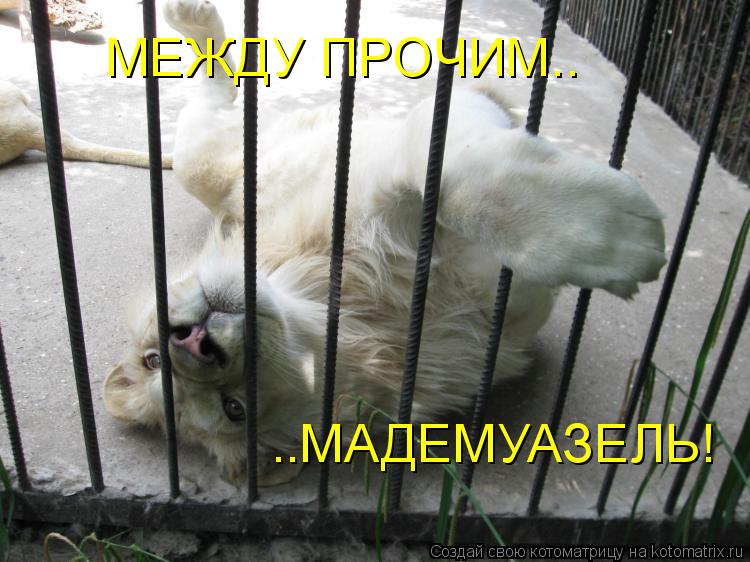 Котоматрица: МЕЖДУ ПРОЧИМ.. ..МАДЕМУАЗЕЛЬ!