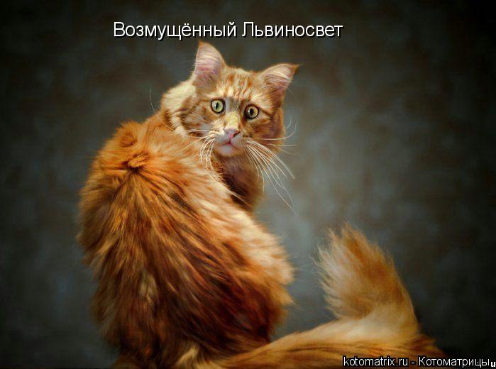 Котоматрица: Возмущённый Львиносвет