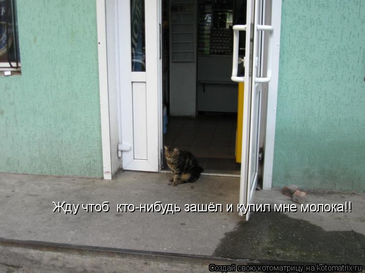 Котоматрица: Жду чтоб  кто-нибудь зашёл и купил мне молока!!