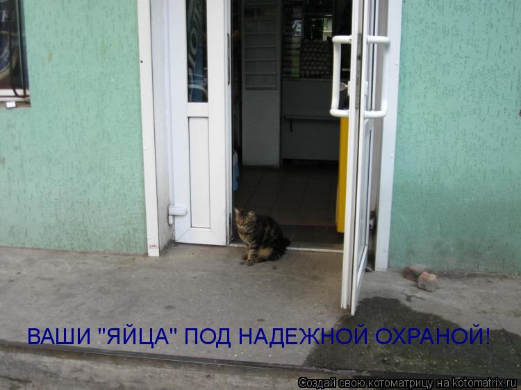 Котоматрица: ВАШИ "ЯЙЦА" ПОД НАДЕЖНОЙ ОХРАНОЙ!