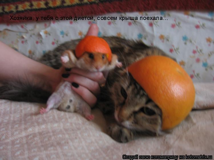 Котоматрица: Хозяйка, у тебя с этой диетой, совсем крыша поехала...