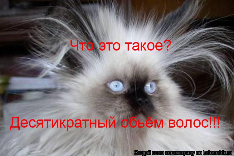 Котоматрица: Что это такое? Десятикратный обьём волос!!!