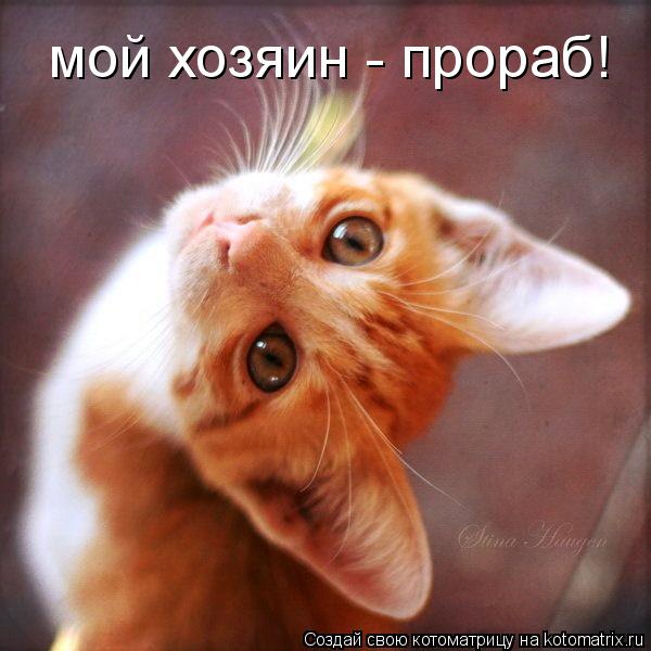 Котоматрица: мой хозяин - прораб!