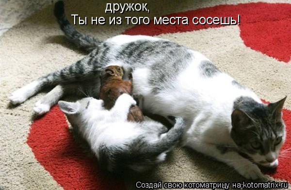 Котоматрица: дружок, Ты не из того места сосешь!