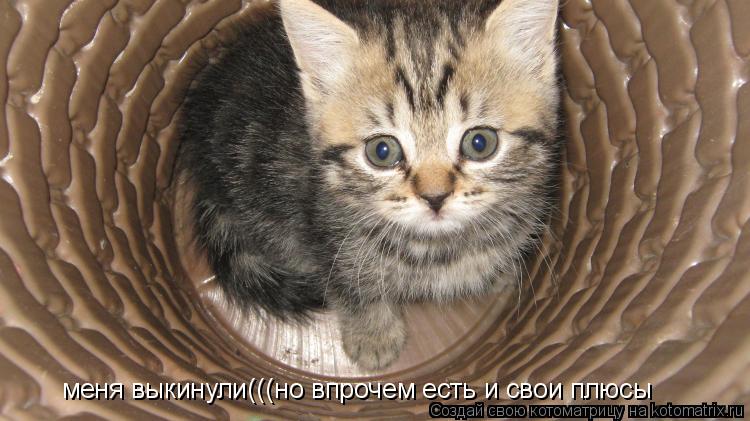 Котоматрица: меня выкинули(((но впрочем есть и свои плюсы