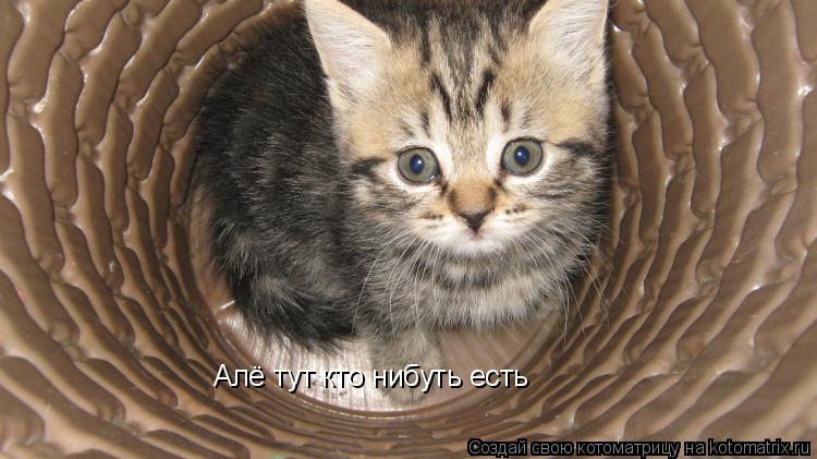 Котоматрица: Алё тут кто нибуть есть