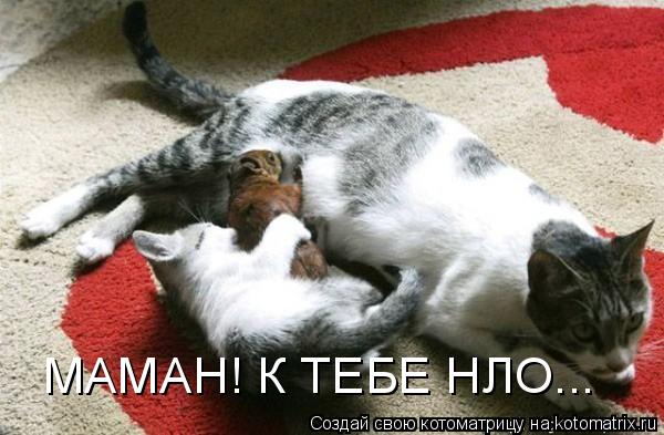 МАМАН! К ТЕБЕ НЛО...... Котоматрица: МАМАН! К ТЕБЕ НЛО...