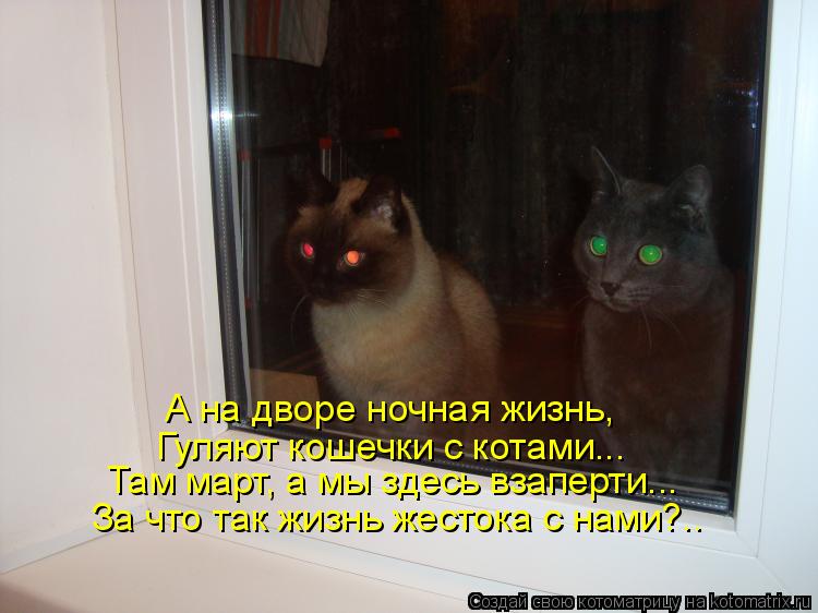 А на дворе ночная жизнь, Гуляют кошечки с котами... Там март, а мы здесь взаперти... За что так жизнь... Котоматрица: А на дворе ночная жизнь, Гуляют кошечки с котами... Там март, а мы здесь взаперти... За что так жизнь жестока с нами?..